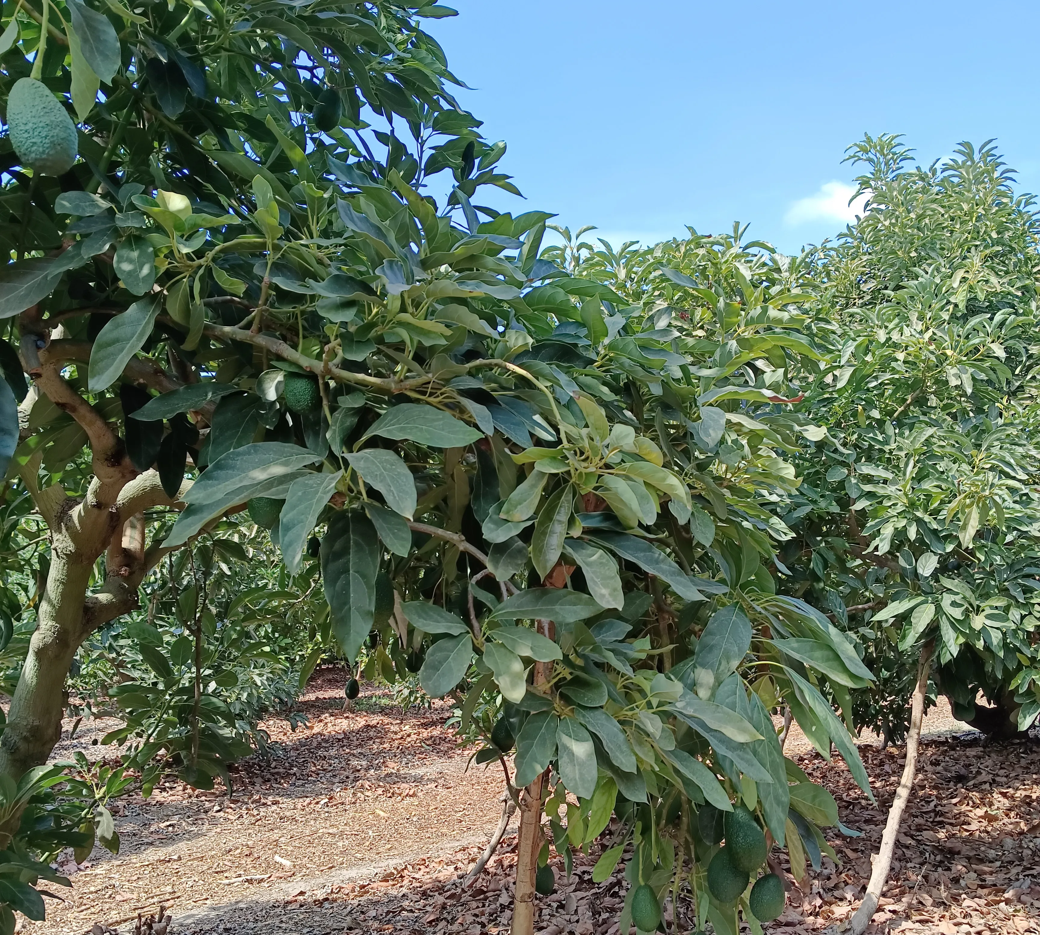 Árboles de palta con fruta en el huerto