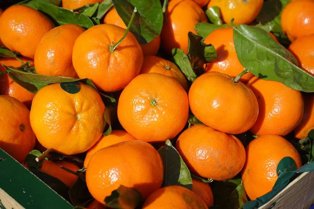 Caja de mandarinas frescas con hojas