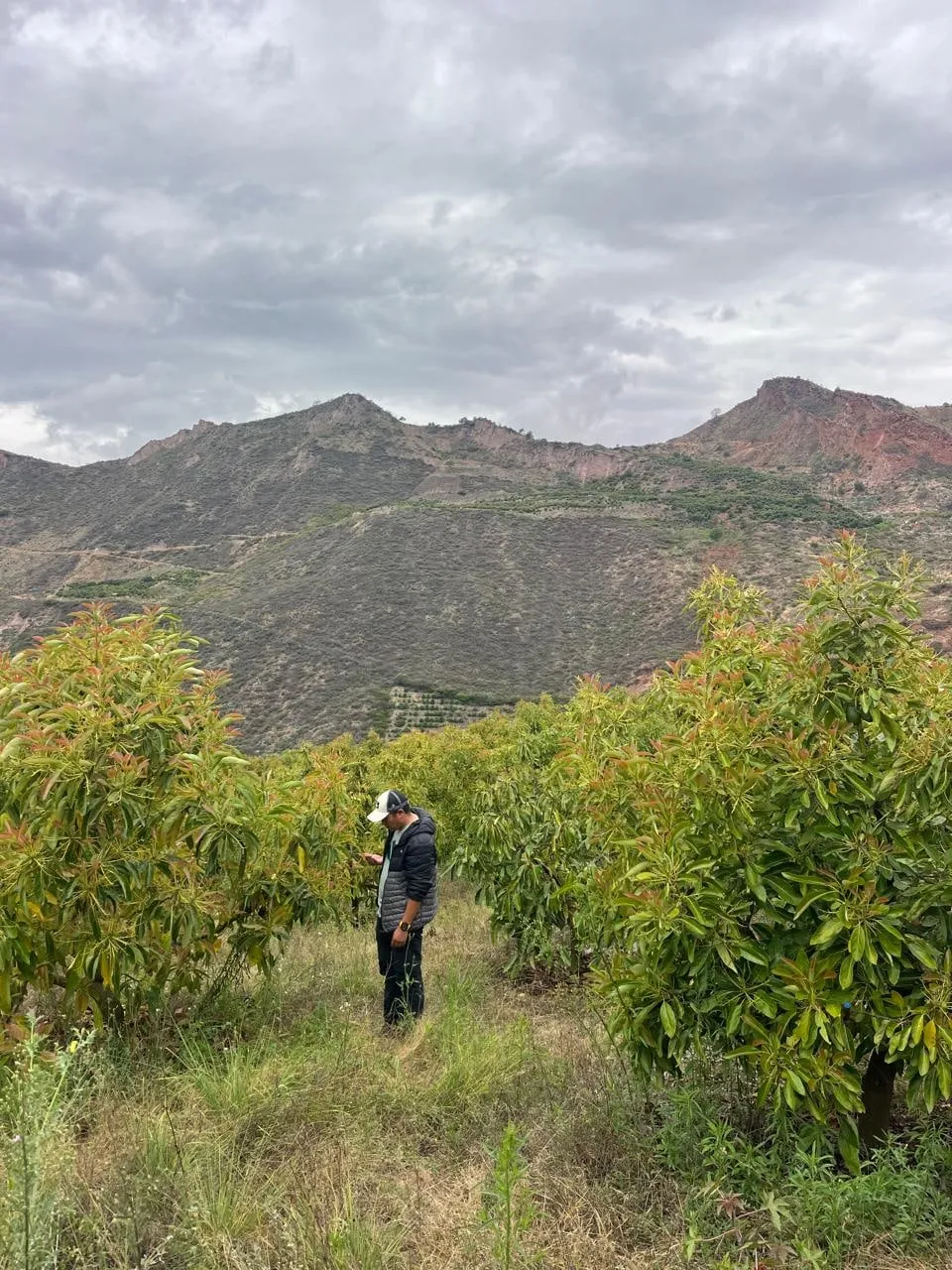 Productor entre paltos jóvenes, con los cerros andinos al fondo