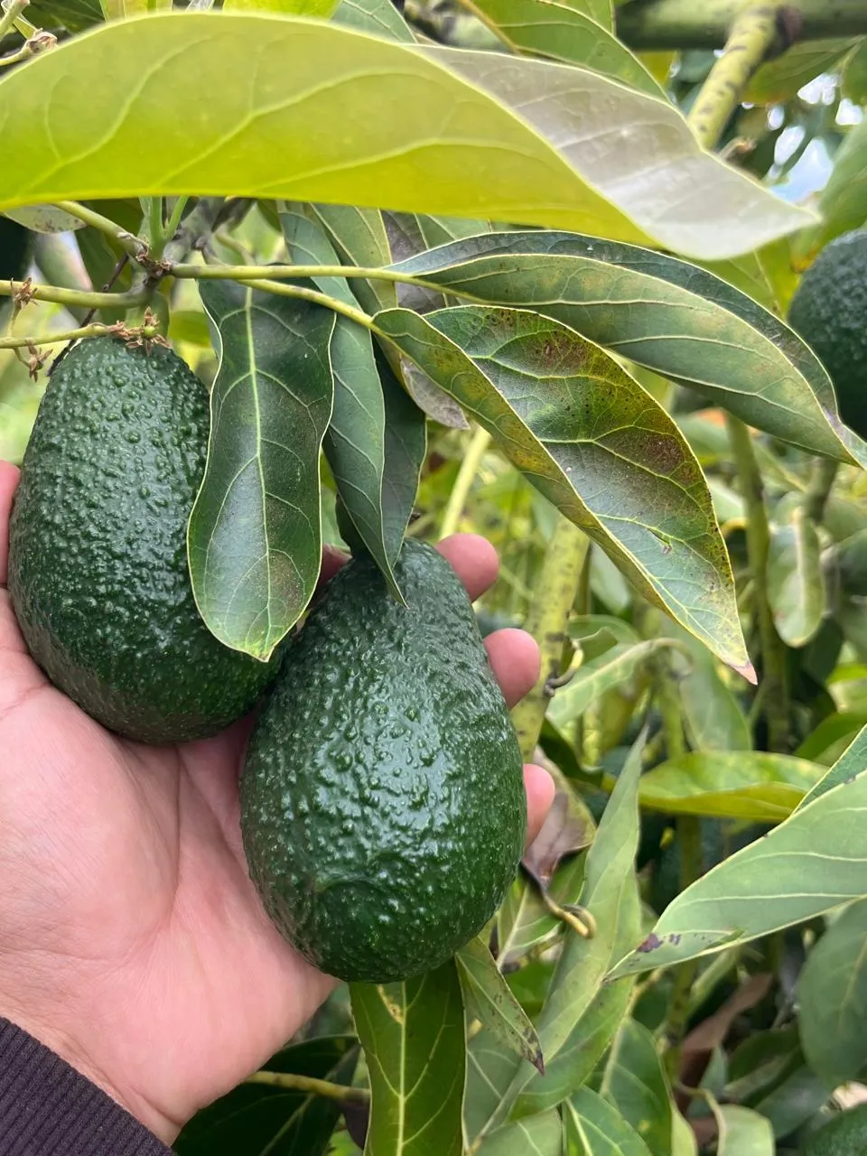 Hass avocados on the tree, held in hand in our field