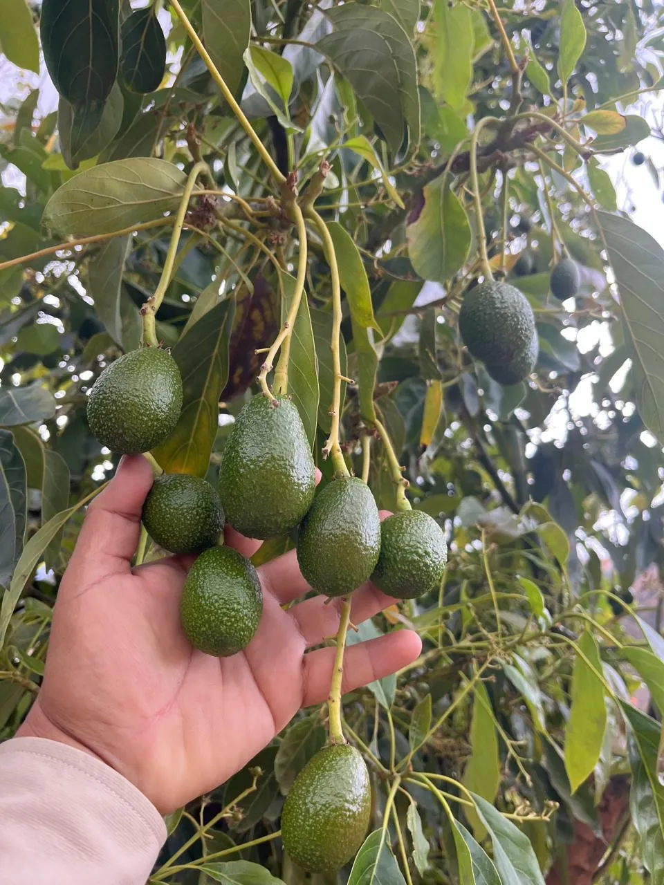 Cluster of Hass avocados hanging from the tree in our field