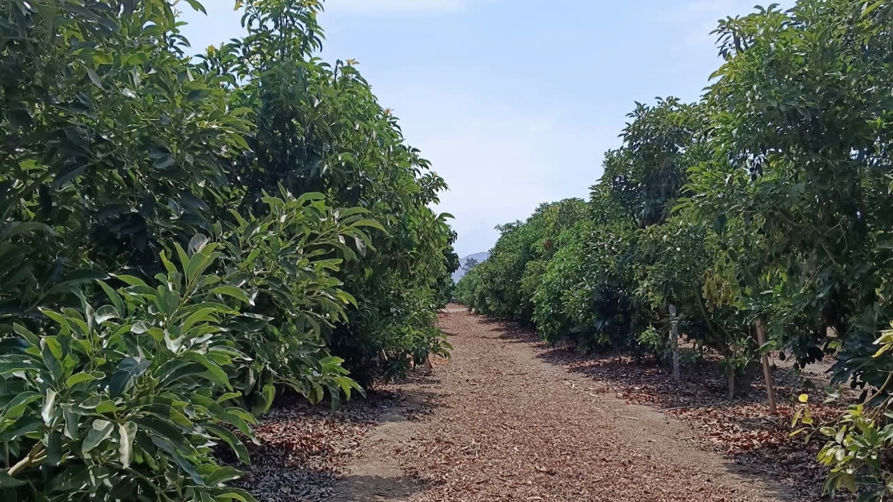 Pasillo entre hileras de árboles de palta Hass en el huerto